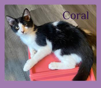 CORAL -  Tabby Cat for Adoption in Lawton, Oklahoma - CORAL | PetCurious