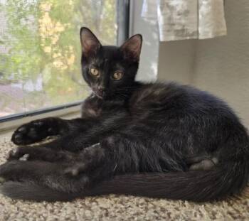 Grus Nightsky -  Domestic Short Hair Cat for Adoption in Chandler, Arizona - Grus Nightsky | PetCurious