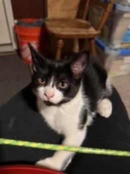 Amelia -  Domestic Short Hair Cat for Adoption in New Woodstock, New York - Amelia | PetCurious