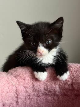 MIA -  Domestic Short Hair Cat for Adoption in Spotswood, New Jersey - MIA | PetCurious