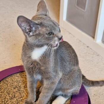 Smoke 2 -  Domestic Short Hair Cat for Adoption in Shorewood, Illinois - Smoke 2 | PetCurious