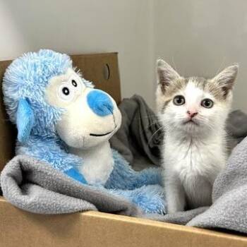 Eli -  Domestic Short Hair Cat for Adoption - Eli | PetCurious