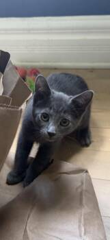 Nigel -  Domestic Short Hair Cat for Adoption in Wakefield, Quebec - Nigel | PetCurious