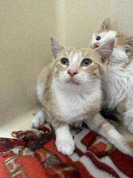 Tank -  Domestic Short Hair Cat for Adoption in Pequot Lakes, Minnesota - Tank | PetCurious