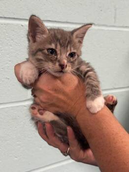 Abyssinian Cats Available for Adoption in Rockport, Texas - Baggins | PetCurious