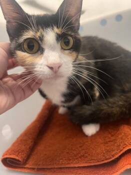 Scotland -  Domestic Short Hair Cat for Adoption in Daytona Beach, Florida - Scotland | PetCurious