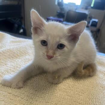 Harvey -  Domestic Short Hair Cat Available for Adoption in Oak Brook, Illinois - Harvey | PetCurious