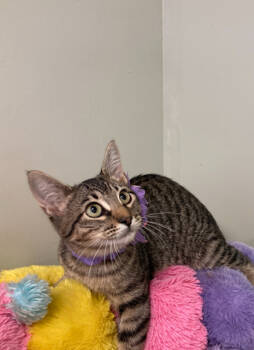 Rescue Domestic Short Hair Cats for Adoption in Picayune, Mississippi - $00 Martha | PetCurious