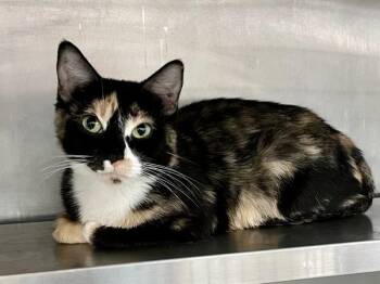 Princess Zelda -  Domestic Short Hair Cat for Adoption in Austin, Texas - Princess Zelda | PetCurious