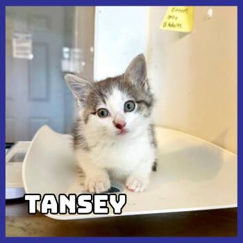 Tansey -  Domestic Medium Hair Cat for Adoption in Glenwood, Minnesota - Tansey | PetCurious
