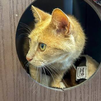 Inti -  Domestic Short Hair Cat for Adoption in West Palm Beach, Florida - Inti | PetCurious