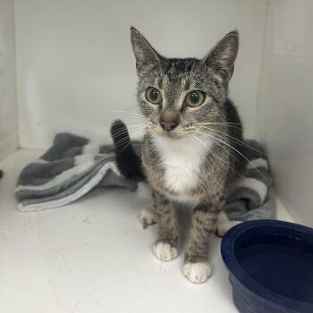 American Shorthair Cats Available for Adoption in Portland, Texas - Precious | PetCurious