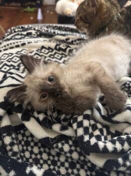 Rescue Siamese Cats for Adoption in Johnson City, Tennessee - Spike | PetCurious