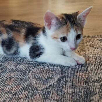 May -  Domestic Long Hair Cat for Adoption in Pittsburgh, Pennsylvania - May | PetCurious