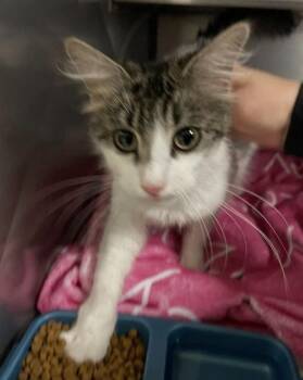 STORMFLY -  Domestic Long Hair Cat for Adoption in Killeen, Texas - STORMFLY | PetCurious
