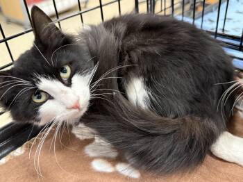 Rescue Domestic Medium Hair Cats for Adoption in NEW PT RICHEY, Florida - Bonnie | PetCurious