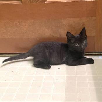 Maury -  Domestic Short Hair Cat for Adoption in Springfield, Illinois - Maury | PetCurious
