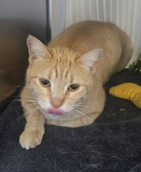 Rescue Domestic Short Hair Cats for Adoption in Willmar, Minnesota - LuLu | PetCurious