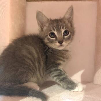 Domestic Short Hair Cats Available for Adoption in Tustin, California - Wolfie | PetCurious