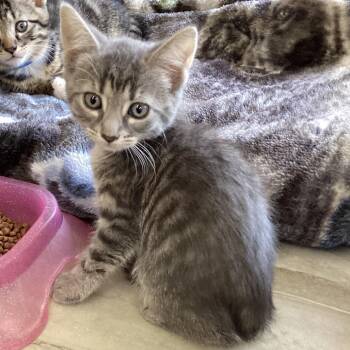 Clover -  Domestic Short Hair Cat for Adoption in Montgomery, Alabama - Clover | PetCurious