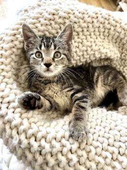 Madame Janette -  Domestic Short Hair Cat for Adoption - Madame Janette | PetCurious