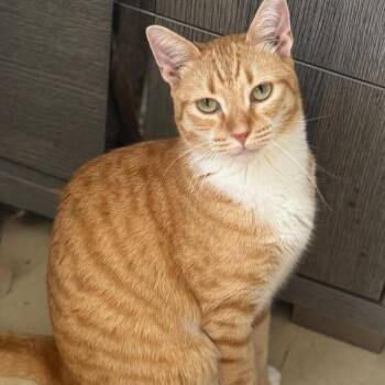 Domestic Short Hair Cats Available for Adoption in Boston, Massachusetts - Jax | PetCurious