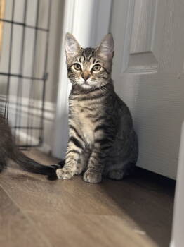 Rescue Domestic Short Hair Cats for Adoption in San Diego, California - Winnie | PetCurious