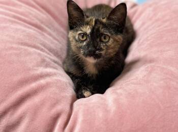 torrie -  Tortoiseshell Cat for Adoption in San Jose, California - Torrie | PetCurious