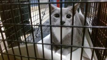 RUBY -  Domestic Short Hair Cat for Adoption in Doral, Florida - RUBY | PetCurious