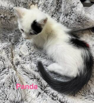 Panda -  Domestic Medium Hair Cat for Adoption in Shrewsbury, Massachusetts - Panda | PetCurious