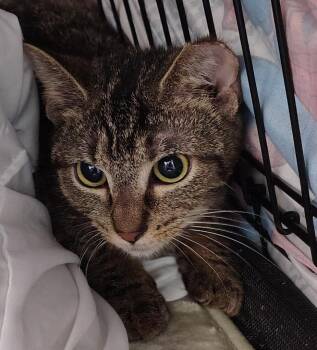 Domestic Short Hair Cats Available for Adoption in Saint Clairsville, Ohio - Angel | PetCurious