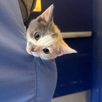 Lava Lamp -  Domestic Short Hair Cat for Adoption in Charlottesville, Virginia - Lava Lamp | PetCurious