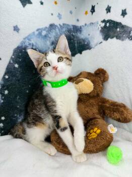 Peace -  Domestic Short Hair Cat for Adoption in Tavares, Florida - Peace | PetCurious