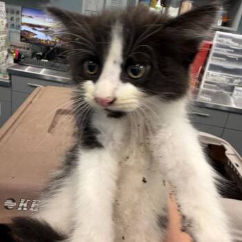 Suds -  Domestic Short Hair Cat for Adoption in Greensboro, North Carolina - Suds | PetCurious