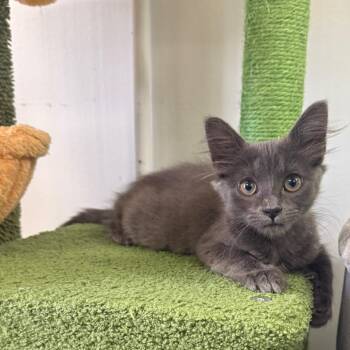 Fina -  Domestic Short Hair Cat for Adoption in Houston, Texas - Fina | PetCurious