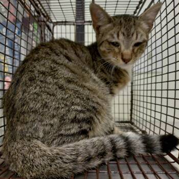 No name_3 -  Domestic Short Hair Cat for Adoption in San Gabriel, California - No Name_3 | PetCurious