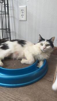 Rescue Domestic Medium Hair Cats for Adoption in Mason City, Iowa - Celine | PetCurious