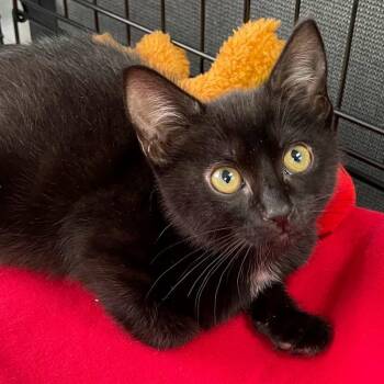 Rescue Domestic Short Hair Cats for Adoption in Warrenton, Oregon - Twilight (Renee K9) | PetCurious