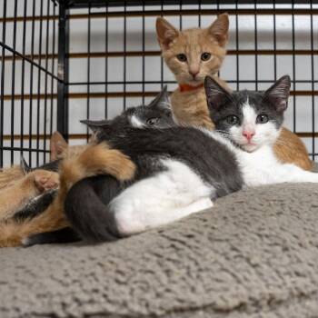 Sunny -  Domestic Short Hair Cat for Adoption in Pawling, New York - Sunny | PetCurious
