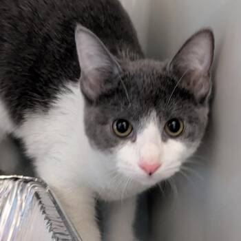 Sodapop -  Domestic Short Hair Cat for Adoption in Chicago, Illinois - Sodapop | PetCurious