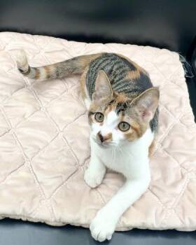 Winnie Burel -  Domestic Short Hair Cat for Adoption in Lawrenceville, Georgia - Winnie Burel | PetCurious