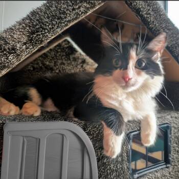 Klien -  Domestic Medium Hair Cat for Adoption in Long Beach, California - Klien | PetCurious