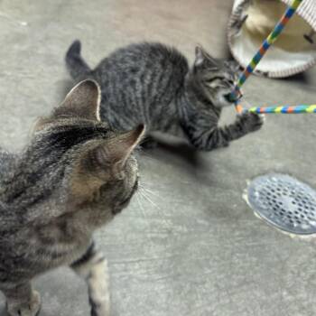 Wendy -  Domestic Short Hair Cat for Adoption in Waynesburg, Pennsylvania - Wendy | PetCurious