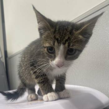 Caesar -  Domestic Short Hair Cat for Adoption in Tampa, Florida - Caesar | PetCurious