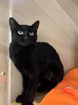 Crow -  Domestic Short Hair Cat for Adoption in Albuquerque, New Mexico - Crow | PetCurious