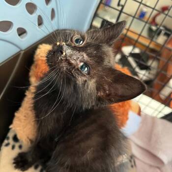 SVAS-Stray-38917 -  Domestic Short Hair Cat for Adoption in Lyndhurst, Virginia - SVAS-Stray-38917 | PetCurious