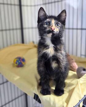 Aria -  Domestic Short Hair Cat for Adoption in Novato, California - Aria | PetCurious