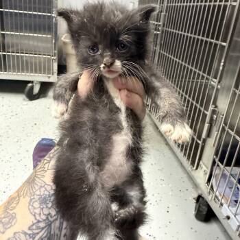 Hillbilly -  Domestic Medium Hair Cat for Adoption in Marion, Virginia - Hillbilly | PetCurious