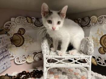 Latte -  Domestic Short Hair Cat for Adoption in Beatrice, Nebraska - Latte | PetCurious