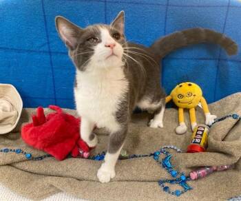 ALVIN -  Domestic Short Hair Cat for Adoption - ALVIN | PetCurious